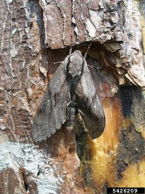pine hawk-moth, Sphinx pinastri  (Lepidoptera: Sphingidae) - 5426209