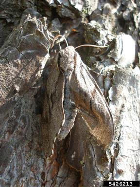 pine hawk-moth, Sphinx pinastri  (Lepidoptera: Sphingidae) - 5426213