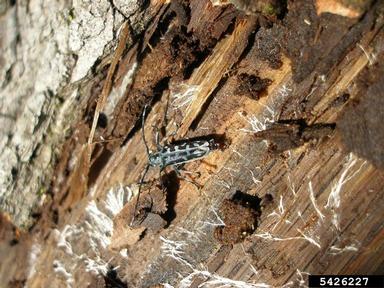 long-horned beetle, Saperda scalaris  (Coleoptera: Cerambycidae) - 5426227