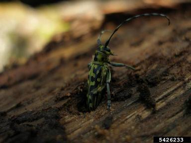 long-horned beetle, Saperda scalaris  (Coleoptera: Cerambycidae) - 5426233