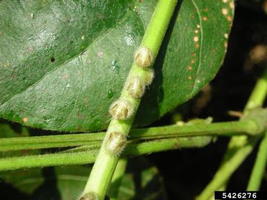 kudzu bug (Megacopta cribraria ) on soybean (Glycine max ) - 5426276