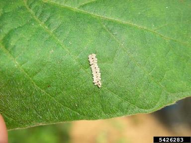 kudzu bug (Megacopta cribraria ) on soybean (Glycine max ) - 5426283