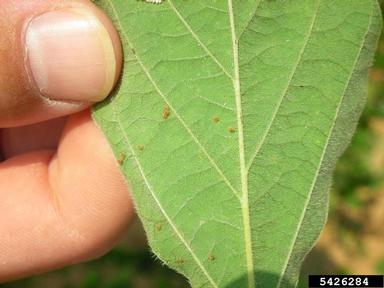 kudzu bug (Megacopta cribraria ) on soybean (Glycine max ) - 5426284