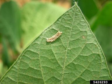 kudzu bug (Megacopta cribraria ) on soybean (Glycine max ) - 5426293
