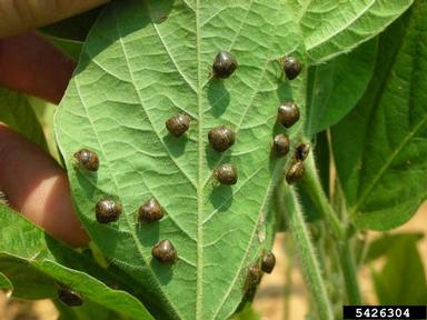 kudzu bug (Megacopta cribraria ) on soybean (Glycine max ) - 5426304
