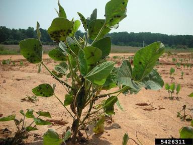 kudzu bug (Megacopta cribraria ) on soybean (Glycine max ) - 5426311