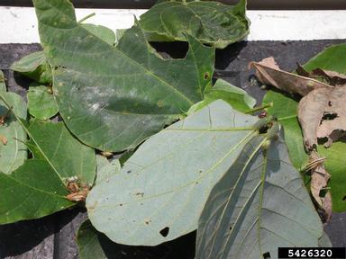 kudzu bug (Megacopta cribraria ) on kudzu (Pueraria montana var. lobata) - 5426320