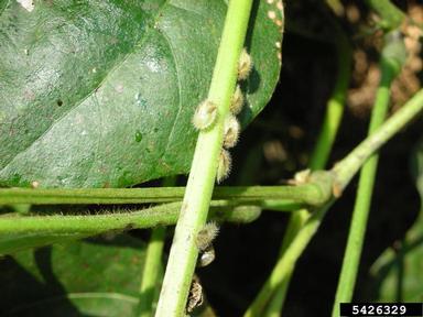 kudzu bug (Megacopta cribraria ) on soybean (Glycine max ) - 5426329