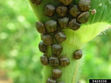 kudzu bug (Megacopta cribraria ) on corn (Zea mays ) - 5426336