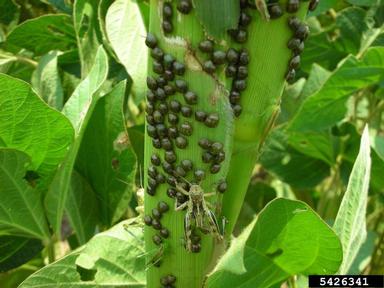 kudzu bug (Megacopta cribraria ) on corn (Zea mays ) - 5426341