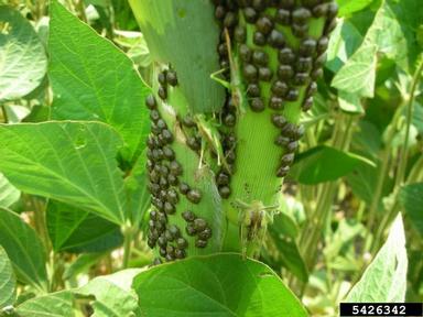 kudzu bug (Megacopta cribraria ) on corn (Zea mays ) - 5426342
