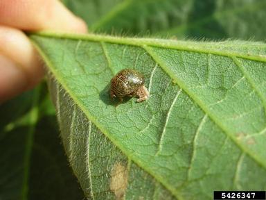 kudzu bug (Megacopta cribraria ) on soybean (Glycine max ) - 5426347