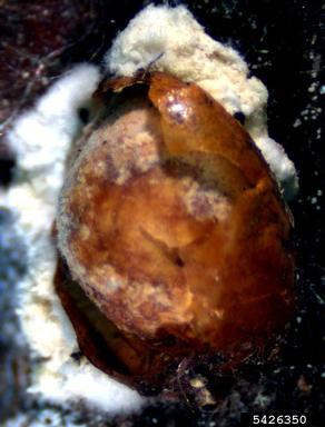 white muscadine disease (Beauveria bassiana ) on European fruit lecanium (Parthenolecanium corni ) - 5426350