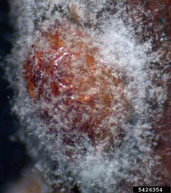 Paecilomyces fungi (Paecilomyces spp. ) on European fruit lecanium (Parthenolecanium corni ) - 5426354