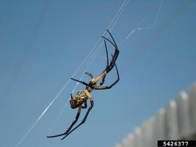 yellow garden spider, Argiope aurantia  (Araneae: Araneidae) - 5426377