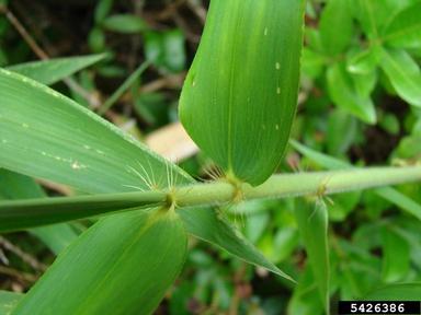 giant cane, Arundinaria gigantea  (Cyperales: Poaceae) - 5426386