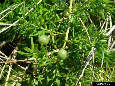 Sprenger's asparagus fern, Asparagus aethiopicus  (Liliales: Liliaceae) - 5426397