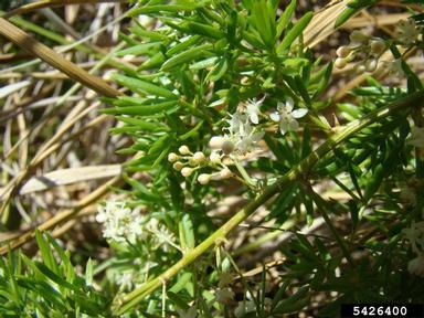 Sprenger's asparagus fern, Asparagus aethiopicus  (Liliales: Liliaceae) - 5426400