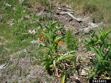 canna, Canna spp.  (Zingiberales: Cannaceae) - 5426401
