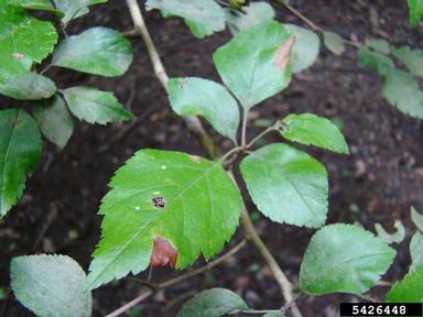 green hawthorn, Crataegus viridis  (Rosales: Rosaceae) - 5426448