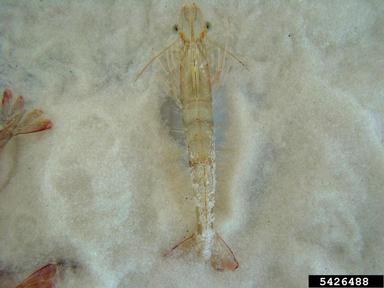 pink shrimp, Farfantepenaeus duorarum  (Decapoda: Penaeidae) - 5426488