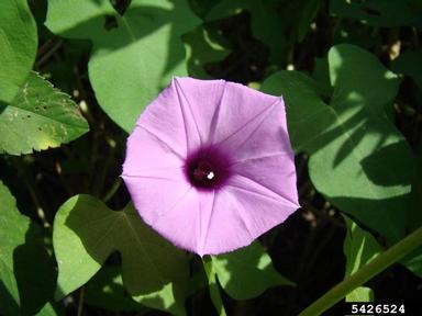 sharppod morningglory, Ipomoea cordatotriloba  (Solanales: Convolvulaceae) - 5426524