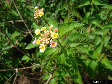 largeleaf lantana, Lantana camara  (Lamiales: Verbenaceae) - 5426538