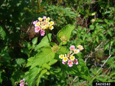 largeleaf lantana, Lantana camara  (Lamiales: Verbenaceae) - 5426540