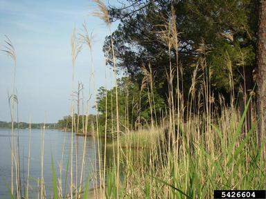 common reed, Phragmites australis  (Cyperales: Poaceae) - 5426604