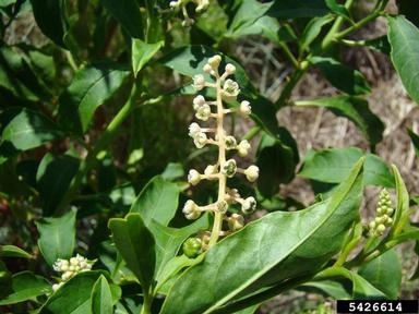 common pokeweed, Phytolacca americana  (Caryophyllales: Phytolaccaceae) - 5426614
