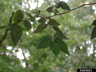 planertree, Planera aquatica  (Urticales: Ulmaceae) - 5426621