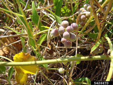 wild bamboovine, Smilax auriculata  (Liliales: Smilacaceae) - 5426670