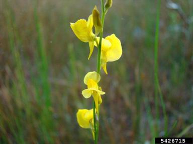 horned bladderwort, Utricularia cornuta  (Scrophulariales: Lentibulariaceae) - 5426715