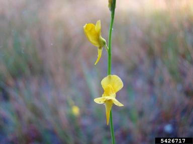 horned bladderwort, Utricularia cornuta  (Scrophulariales: Lentibulariaceae) - 5426717