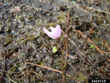 purple bladderwort, Utricularia purpurea  (Scrophulariales: Lentibulariaceae) - 5426718