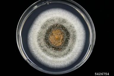 anthracnose (Colletotrichum spp. ) on Acidified potato dextrose agar (Fungal Non-selective Media APDA ) - 5426754