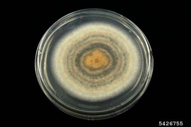 anthracnose (Colletotrichum spp. ) on Acidified potato dextrose agar (Fungal Non-selective Media APDA ) - 5426755
