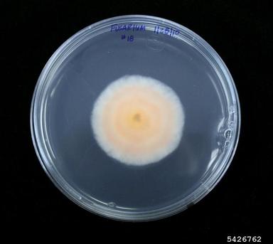 Fusarium root rot and wilt (Fusarium oxysporum ) on Acidified potato dextrose agar (Fungal Non-selective Media APDA ) - 5426762
