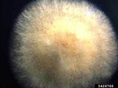 Fusarium root rot and wilt (Fusarium oxysporum ) on Acidified potato dextrose agar (Fungal Non-selective Media APDA ) - 5426766