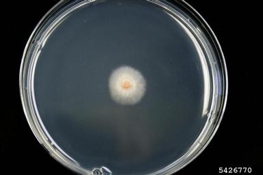 Fusarium wilts, blights, rots and damping-off (Fusarium spp. ) on Acidified potato dextrose agar (Fungal Non-selective Media APDA ) - 5426770