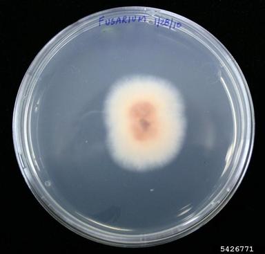 Fusarium wilts, blights, rots and damping-off (Fusarium spp. ) on Acidified potato dextrose agar (Fungal Non-selective Media APDA ) - 5426771