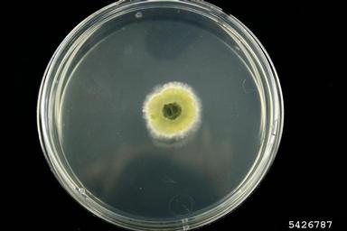 Pestalotia fungi (Pestalotia spp. ) on Acidified potato dextrose agar (Fungal Non-selective Media APDA ) - 5426787