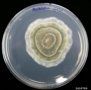 Pestalotia fungi (Pestalotia spp. ) on Acidified potato dextrose agar (Fungal Non-selective Media APDA ) - 5426789