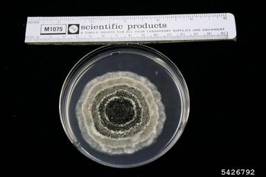 Pestalotia fungi (Pestalotia spp. ) on Acidified potato dextrose agar (Fungal Non-selective Media APDA ) - 5426792
