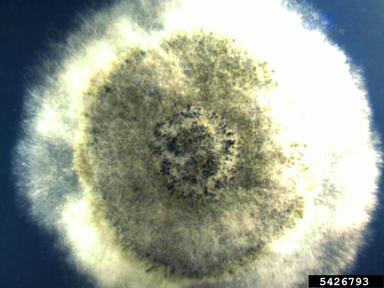 Pestalotia fungi (Pestalotia spp. ) on Acidified potato dextrose agar (Fungal Non-selective Media APDA ) - 5426793