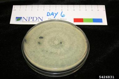 wood rot fungi (Trichoderma spp. ) on Acidified potato dextrose agar (Fungal Non-selective Media APDA ) - 5426831