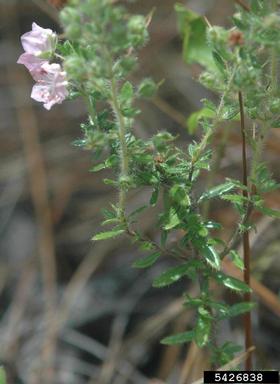 hairy laurel, Kalmia hirsuta  (Ericales: Ericaceae) - 5426838