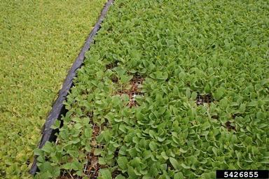 bacterial soft rot (Pectobacterium carotovorum ) on burley tobacco (Nicotiana tabacum (burley type)) - 5426855
