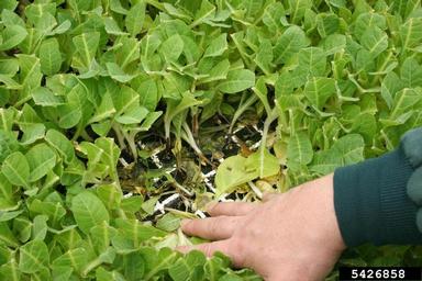 bacterial soft rot (Pectobacterium carotovorum ) on burley tobacco (Nicotiana tabacum (burley type)) - 5426858