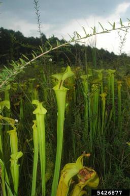 yellow pitcherplant, Sarracenia flava  (Nephenthales: Sarraceniaceae) - 5426877